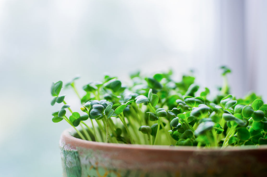 Why you need to Grow Micro-greens Today