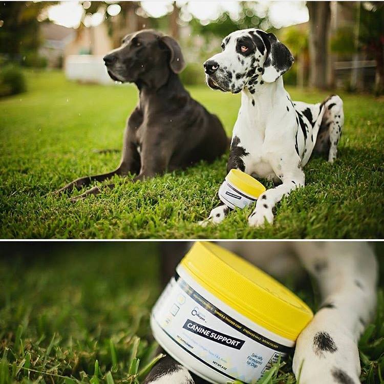 Joint Supplement For Dogs